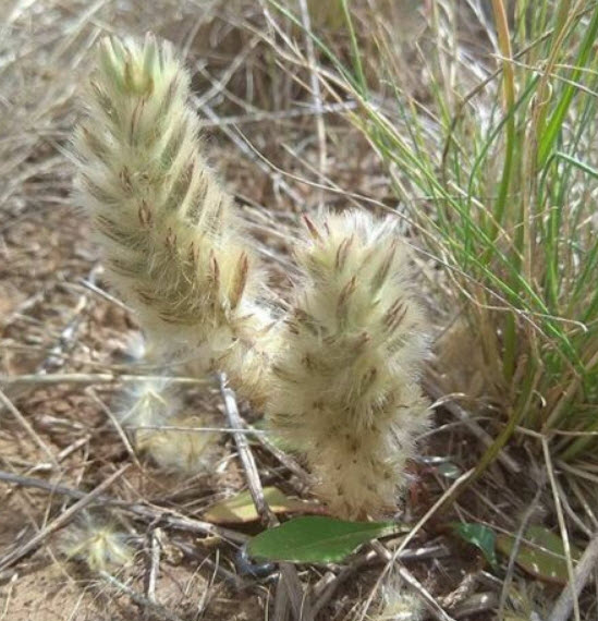 หางลูกแมว หรือพุสซี่ เทล (Pussy Tails) / 5 เม็ด (Australia)