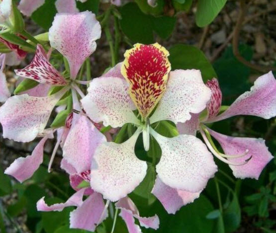 กล้วยไม้ฮ่องกง (Bauhinia Orchid - monandra) / 50 เม็ด