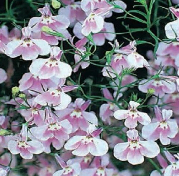 โลบีเลียเลื้อย (Trailing Lobelia - Fountain Lilac) / 5000 เม็ด (UK)