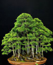 สนขาวญี่ปุ่น (Japanese White Pine) / 20 เม็ด