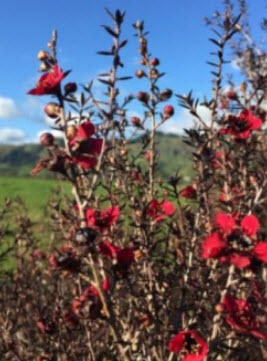 ต้นมานูก้า ดอกสีแดง (Manuka) สูง 30-40 ซ.ม / ต้น.