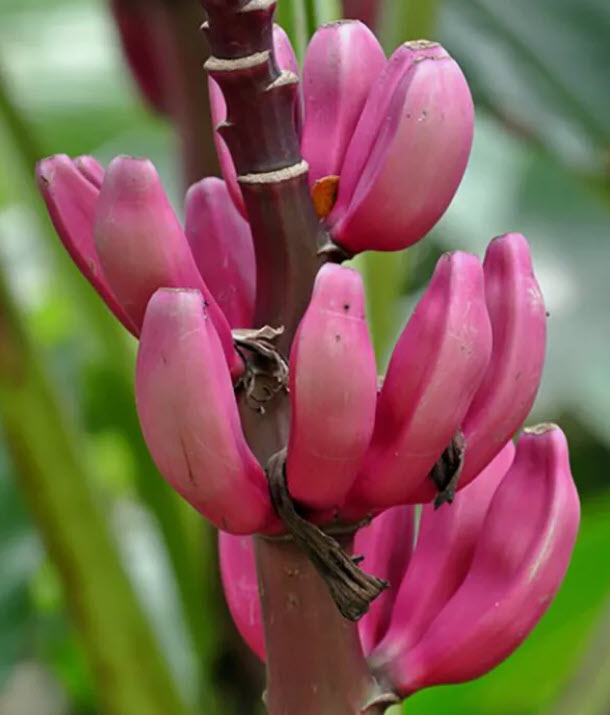 กล้วยรุ่งอรุณ หรือกล้วยดอกบัวอัสสัม (Musa Velutina) / 5 เม็ด (Portugal)