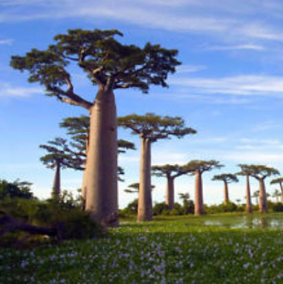 เบาบับ (Baobab / Adansonia Digitata) / 5 เม็ด (นอก)