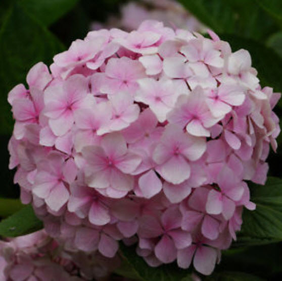 ไฮเดรนเยีย (Hydrangea) สีชมพู / 25 เม็ด
