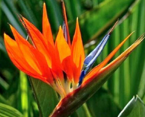 ปักษาสวรรค์ (Bird of Paradise) คละ / 10 เม็ด (China)