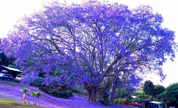 ศรีตรัง (Jacaranda mimosifolia) สีม่วง / 10 เม็ด (Australia)