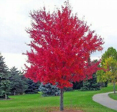 เมเปิ้ลญี่ปุ่นแดง (Japanese Red Maple tree) / 50 เม็ด