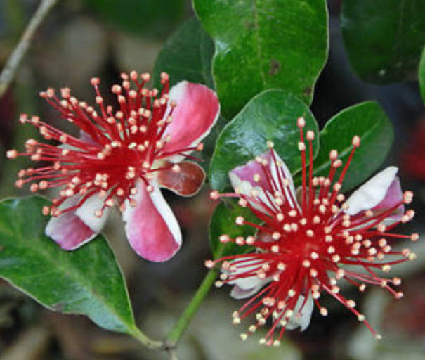 ต้นฝรั่งเฟยโจว ฝรั่งสับปะรด พันธุ์ Andre สูง 50-70 ซ.ม. ต้นไม้นำเข้า