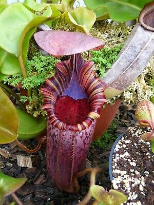 หม้อข้าวหม้อแกงลิง (Nepenthes) คละ / 100 เม็ด (Russia)