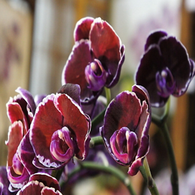 มินิ แอฟริกัน ไวโอเล็ต (Mini African Violet) สีแดง / 50 เม็ด