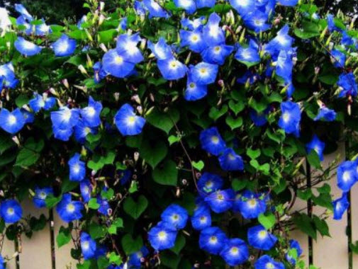 ชุดรวมไม้ดอกเลื้อย / น้ำหนัก 3 กรัม (UK)