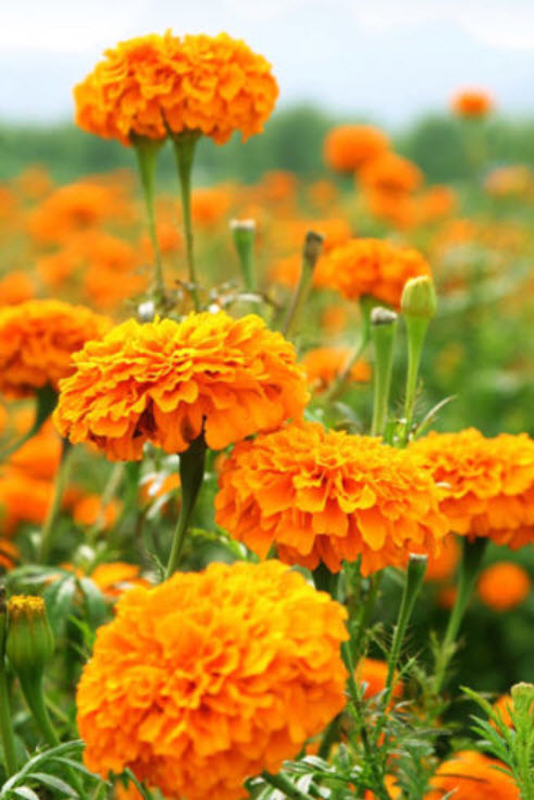 ดาวเรืองหม้อ สีส้ม / ซอง 30 เม็ด (A198)