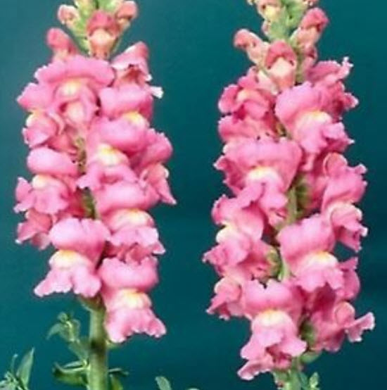 ดอกลิ้นมังกร (Snapdragon) ดอกใหญ่ สีชมพู ต้นสูง / 2,000 เม็ด (Ukraine)