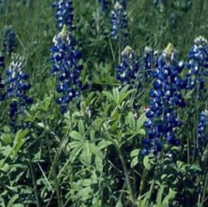 เท็กซัส บลูบอนเน็ต (Texas Bluebonnet) / 50 เม็ด (USA)