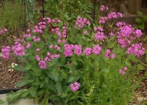 แคทฟลาย - คาร์มาย พิ้งค์ (Pink Carmine Catchfly) / 500 เม็ด (UK)