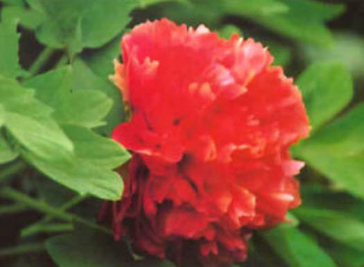 โบตั๋น (Peony) แดง / 20 เม็ด (นอก)