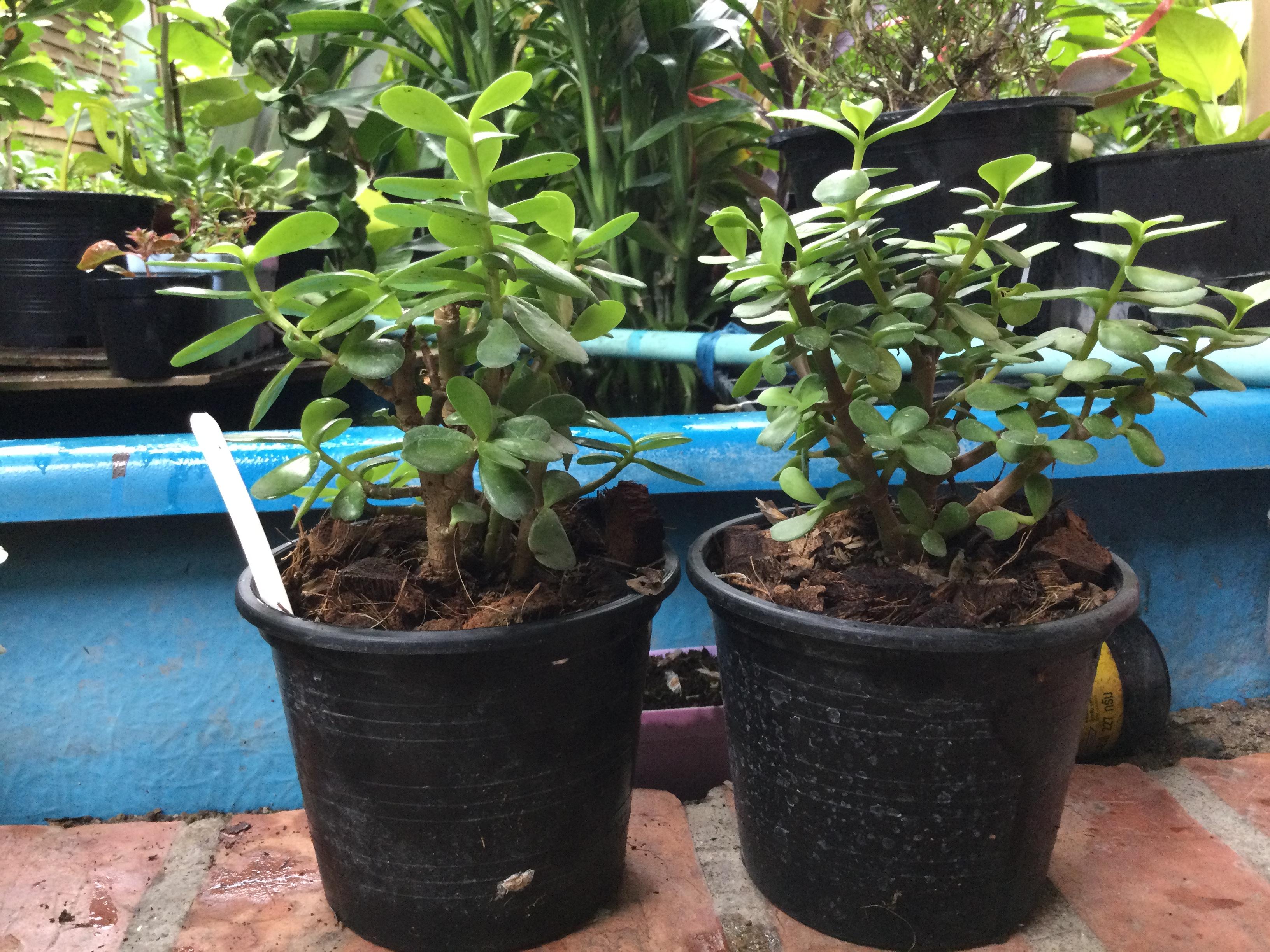 ต้นคราสซูล่า หรือต้นดูดทรัพย์ (Crassula) กระถาง 6 นิ้ว