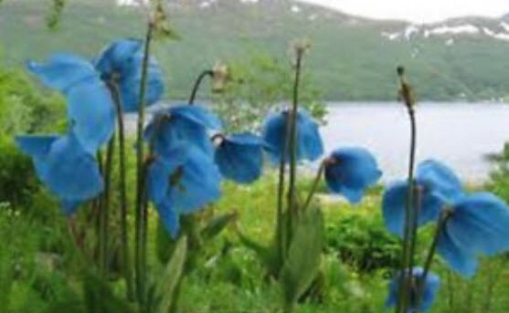 ป๊อบปี้ หิมาลายัน (Himalayan Poppy) สีฟ้า / 50 เม็ด