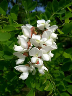 แบล็ค โลคัส บอนไซ (Black Locust bonsai) / 5 เม็ด