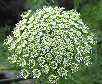 ควีน แอนส์ เลซ (Queen Anne's Lace) สีขาว / 25 เม็ด (Australia)