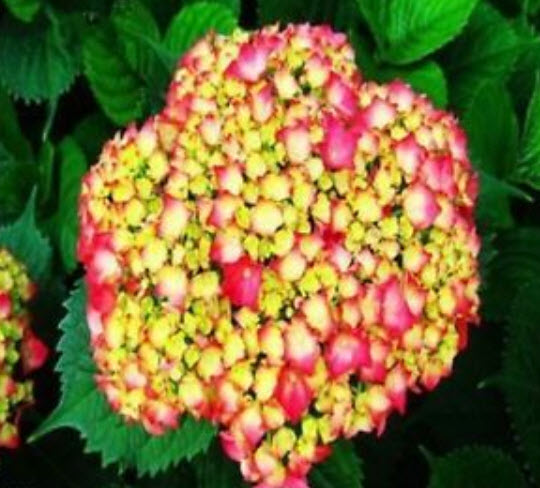 ไฮเดรนเยีย (Hydrangea) ดอกหลายสี (B) / 10 เม็ด