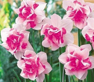 ดารารัตน์ ดอกซ้อน (Daffodil Double Duo) ชมพู-ขาว / 400 เม็ด (China)