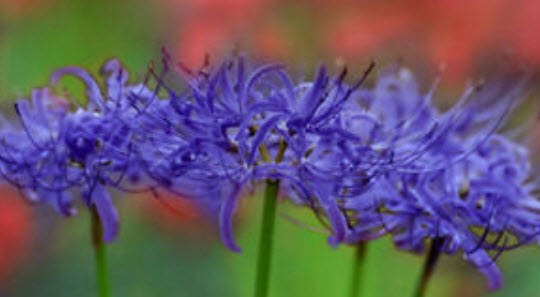 หัวว่านลิลี่แมงมุม (Spider Lily) สีม่วง / 3 หัว
