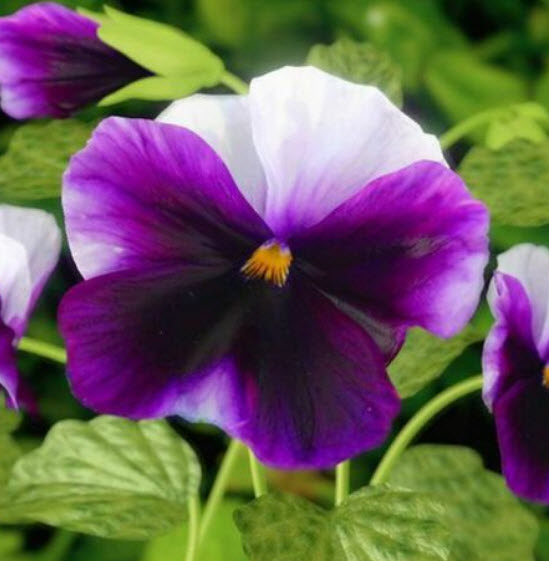 แพนซี บลูวิงส์ (Pansy blue wings) / ซอง 30 เม็ด (A288)
