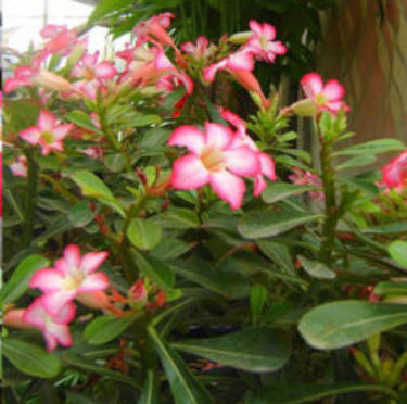 ชวนชม (Adenium) ชมพู / 10 เม็ด (BH81)