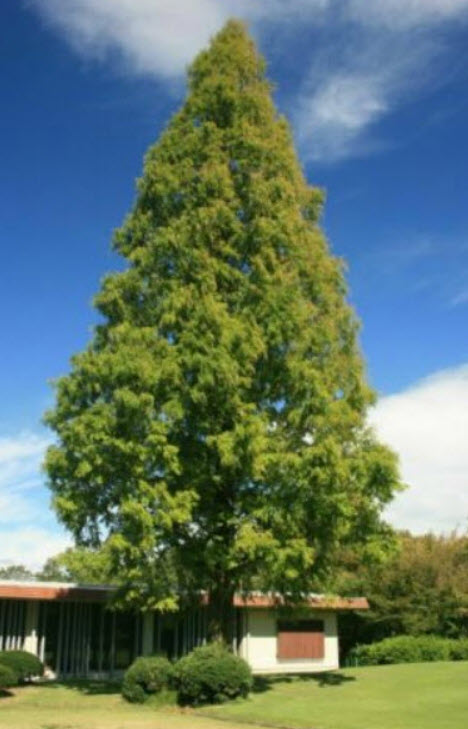 สนเรดวูด (Redwood Dawn / Metasequoia glyptostroboides) / 20 เม็ด (Portugal) *