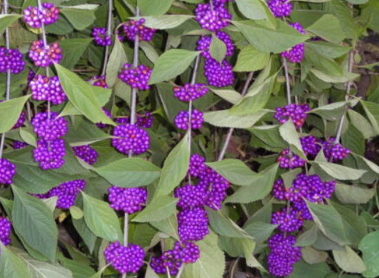 อเมริกัน บิวตี้เบอรี่ (American Beautyberry) สีม่วง / 20 เม็ด (USA)