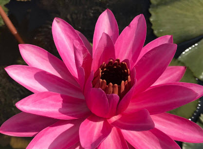 บัวสายต่างประเทศ (Night Blooming Water Lily) ชมพู 200 เม็ด / ซอง
