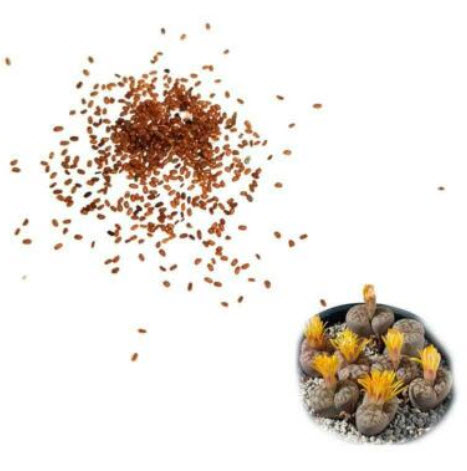ไลทอปส์ (Lithops) คละ / 100 เม็ด
