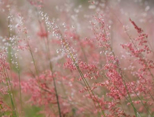 หญ้าดอกชมพู หญ้าชมพู pink grass 250 เม็ด (P2S)