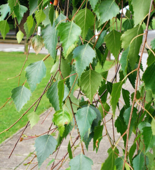 ไวท์เบิร์ช หรือซิลเวอร์ เบิร์ช (White Birch) / 100 เม็ด (Australia)