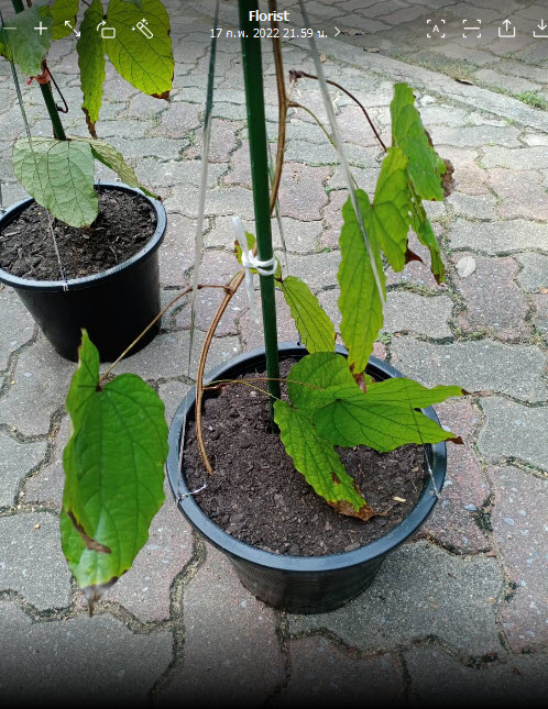 ต้นใบไม้สีทอง หรือย่านดาโอ๊ะ ไม้หายาก กระถาง 6 นิ้ว สูง 20-30 ซ.ม.