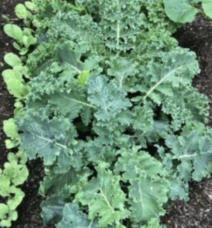 คะน้าเคล ผักเคล คะน้าใบหยิก Kale / ซอง 80 เม็ด (P2S)