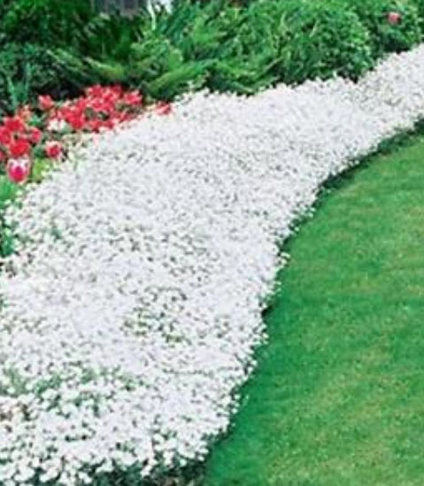 ร็อคคริส (Rock Cress) สีขาว / 50 เม็ด