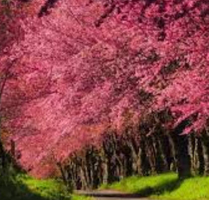 นางพญาเสือโคร่ง/ซากูระไทย (Wild Himalayan Cherry) / 10 เม็ด