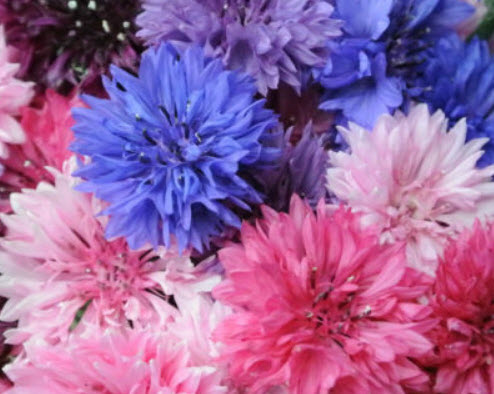 คอร์นฟลาวเวอร์ ฟรอสตี้ (Cornflower Frpsty) คละ / 1,200 เม็ด (UK)*