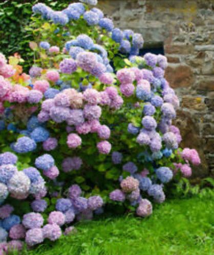 ไฮเดรนเยีย (Hydrangea) คละสี / 50 เม็ด (นอก)