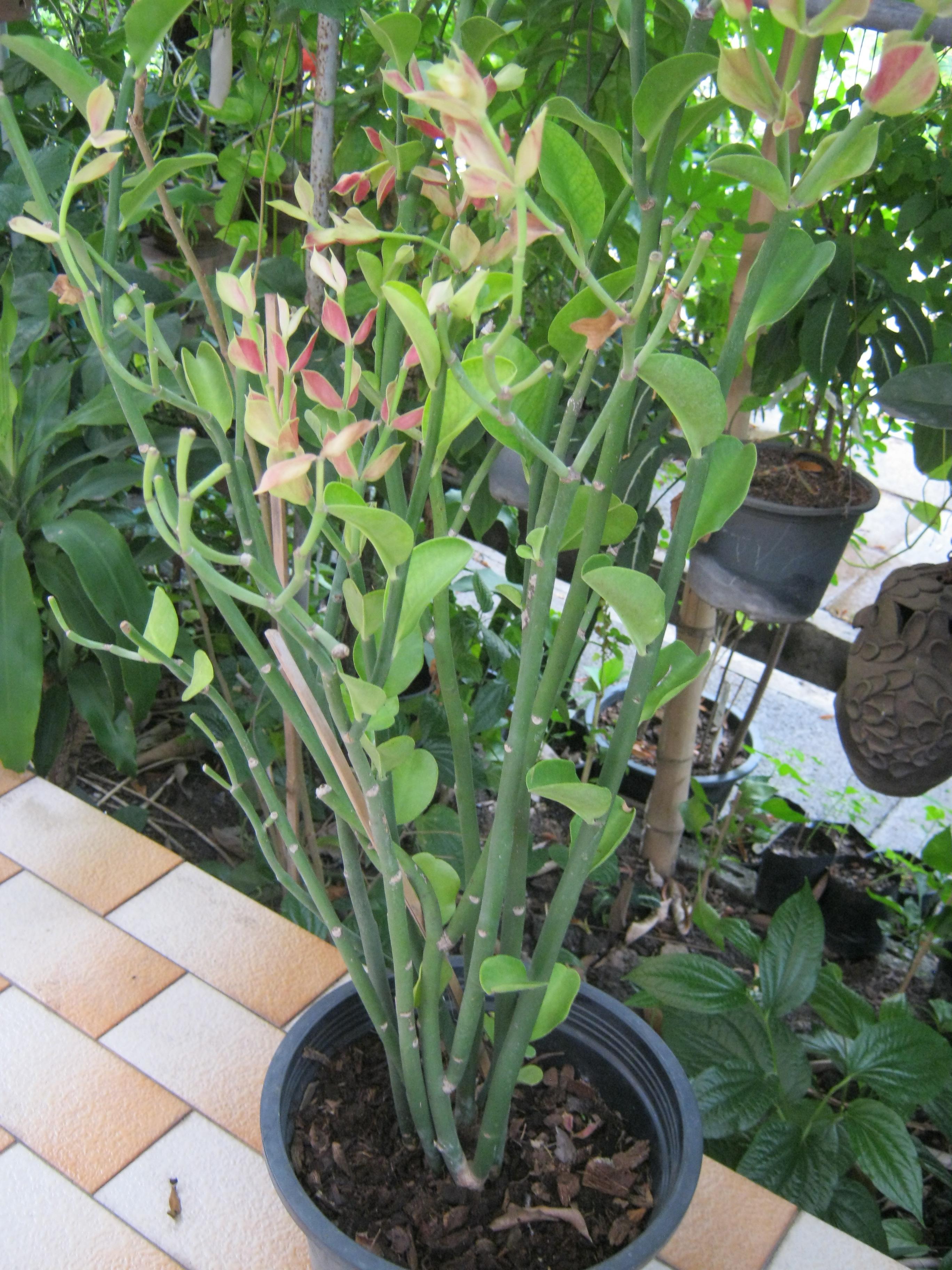 ต้นนกน้อยนำโชค ใบด่าง สูง 20-30 ซ.ม. / ต้น