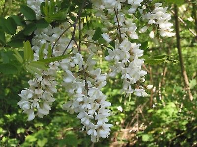 แบล็ค โลคัส บอนไซ (Black Locust bonsai) / 5 เม็ด