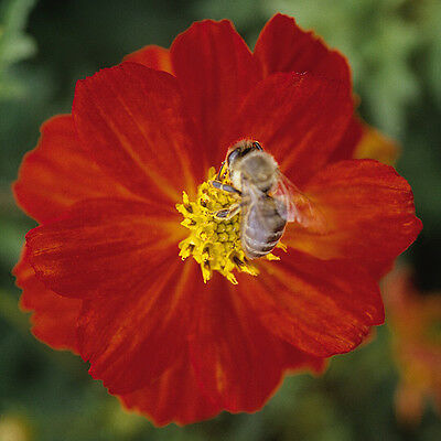 ดาวกระจาย คอสมิค เรด (Cosmos - Cosmic Red) / 75 เม็ด (UK)