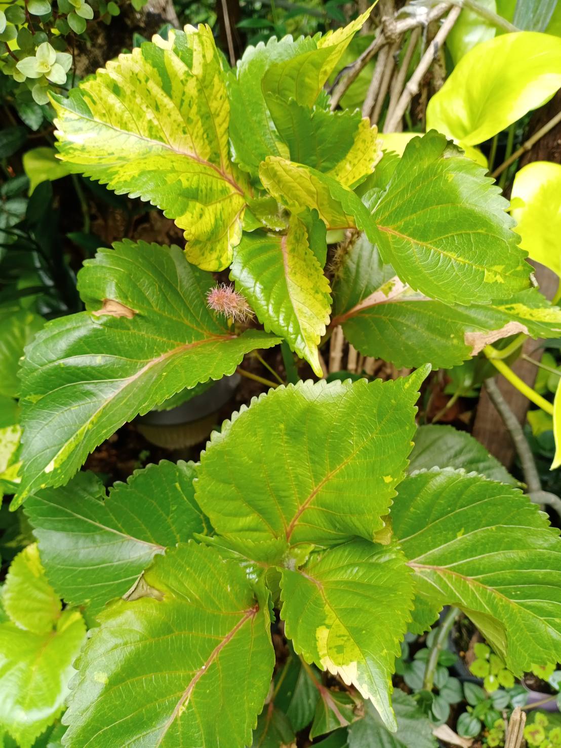 ต้นหูปลาช่อน หรือต้นไม้ 7 สี กระถาง 6 นิ้ว สูง 20-35 ซ.ม.