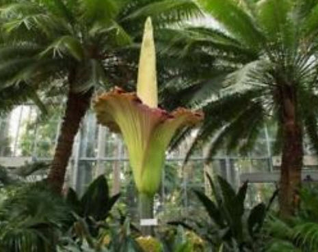 บุกยักษ์ หรือต้นซากศพ (Corpse flower) คละ / 40 เม็ด (Malaysia) หายาก