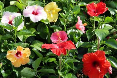 โรส ออฟ ชารอน (Rose of Sharon) หรือดอกมูกุงฮวา (Mugunghwa) คละ / 5 เม็ด (UK)