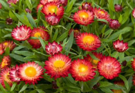 ดอกกระดาษ หรือสตรอ ฟลาวเวอร์ (Straw flower - Tom Thumb) ต้นเตี้ย คละ / 800 เม็ด (UK)