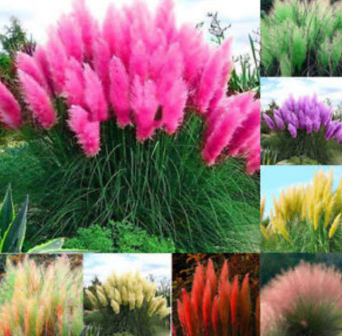 หญ้าภูเขา (pampas grass) คละสี / 200 เม็ด (China)