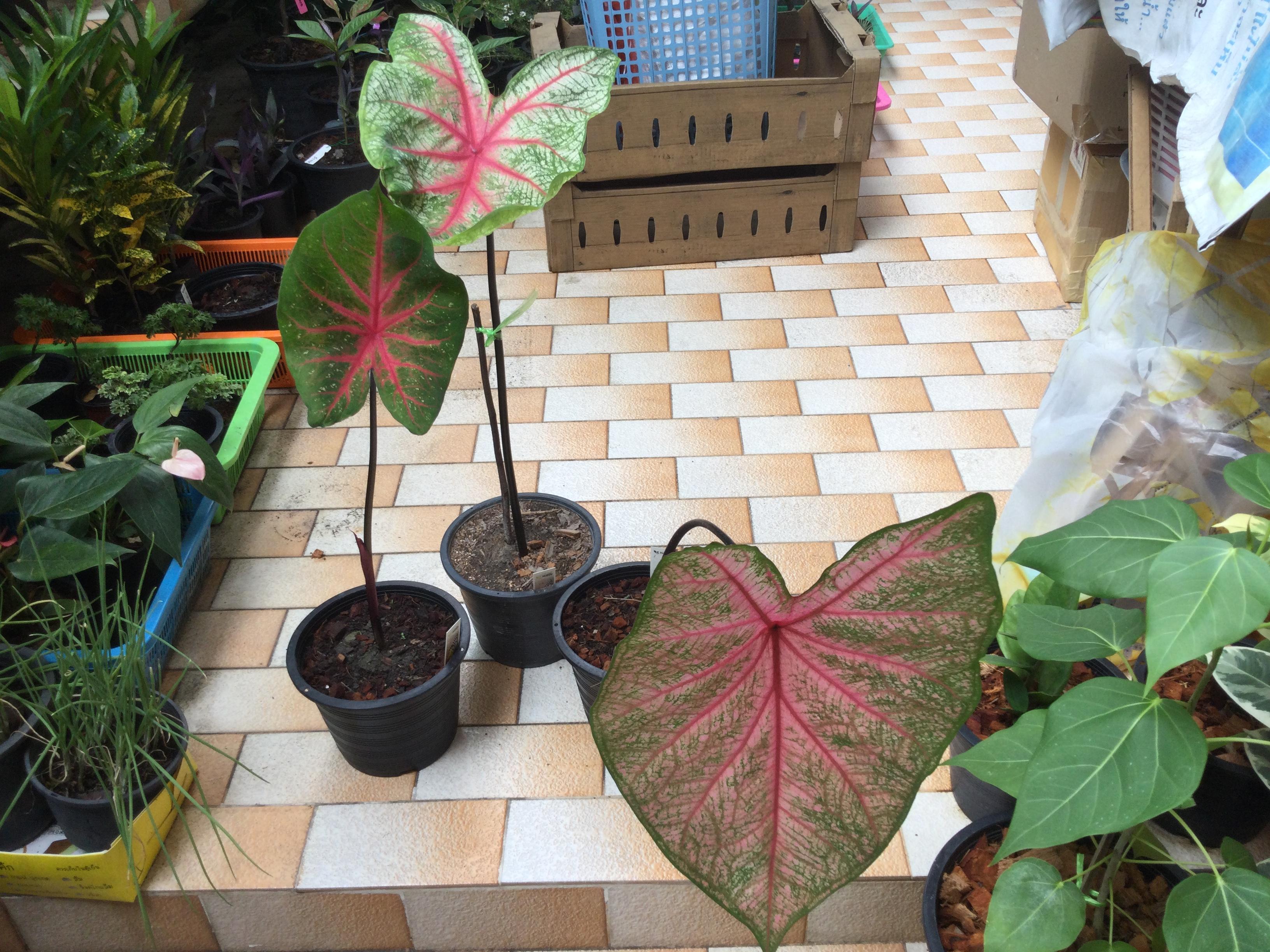 ต้นบอนสี ชมพูอันดามัน กระถาง 8 นิ้ว / ต้น*